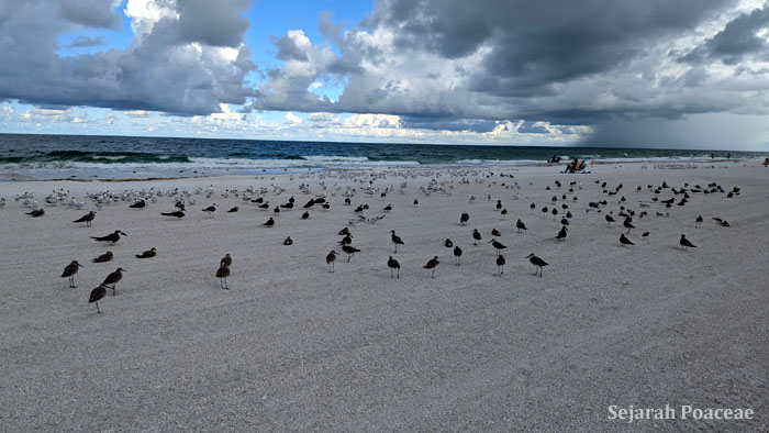 The Anna Maria Island beach had white sand and birds aplenty.