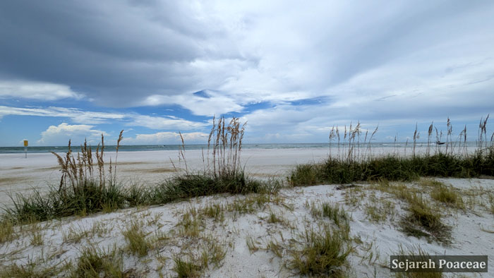 A line of Uniola paniculata stand guard against the incoming ocean.