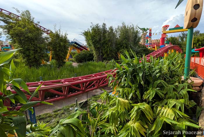 Recovering Thysanolaena latifolia under Slinky Dog Dash in Toy Story land, Hollywood Studios, Disney World. Bamboos and other grasses (probably Tripsacum dactyloides) can be seen in background.