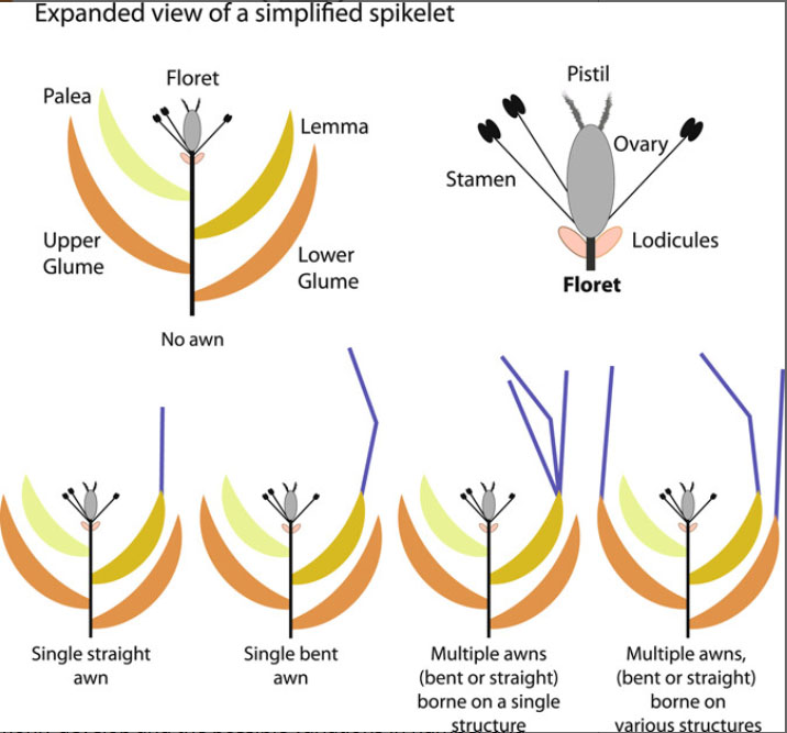 Spikelets with awns (from Petersen and Kellogg. 2022).