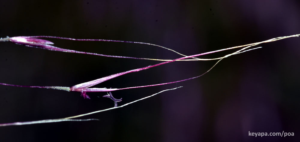 Muhlenbergia spikelets with single floret and long awns.