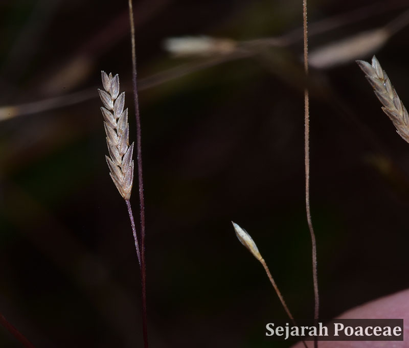 Eragrostis spikelets with multiple laterally compressed florets at  In the Nature Conservancy's Disney Preserve.