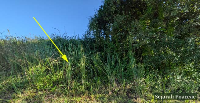 Cogon grass ramets becoming denser west of the tree, and east of the pole. Ten months ago there were only a few single ramets visible in the location.