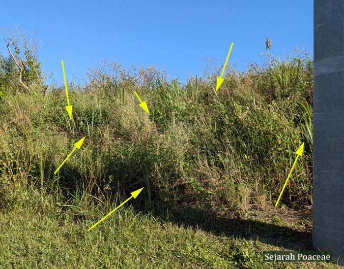 Isolated cogon grass ramets west of the pole.