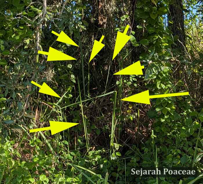 Cogon grass ramets under the shaded canopy.