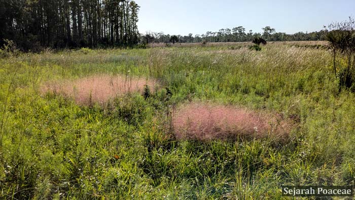 Eragrostis mounds in the middle of a field, at the Nature Conservancy's Disney Preserve. 