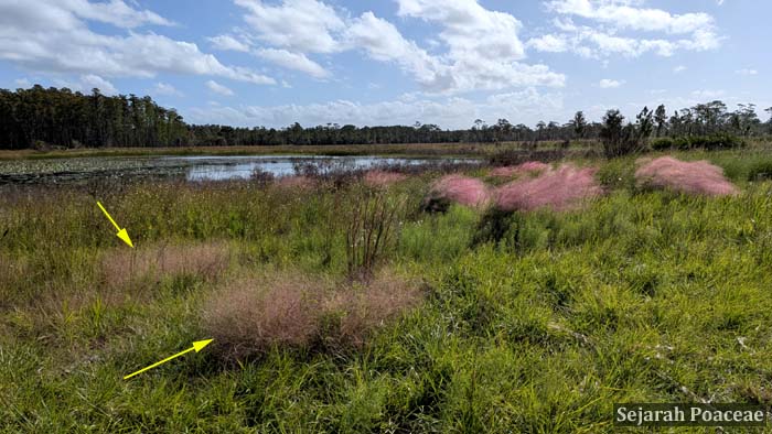 Eragrostis in foreground and marked with yellow arrows, with Muhlenbergia in the background. In the Nature Conservancy's Disney Preserve. 