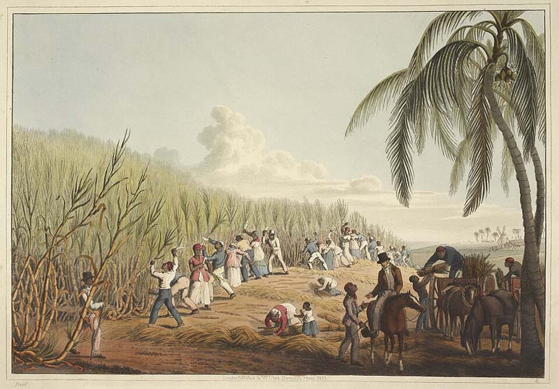 Slaves cutting the sugar cane - Ten Views in the Island of Antigua (1823). By William Clark.