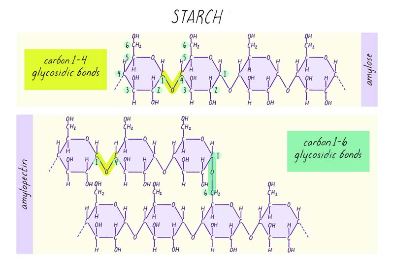 The two kinds of starch are composed of linked glucose molecules.
