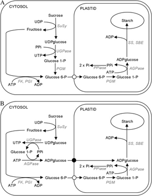 Starch biosynthesis pathways in other plants (A) and in grasses (B).